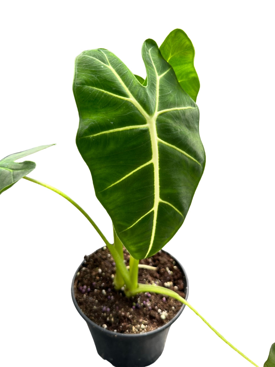 Alocasia 'Frydek' 6"